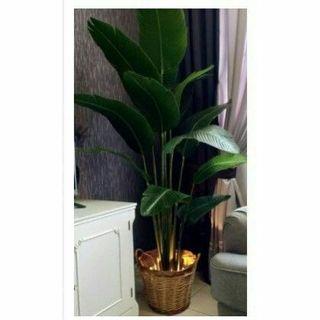 Pokok Pisang Viral Others Carousell Malaysia