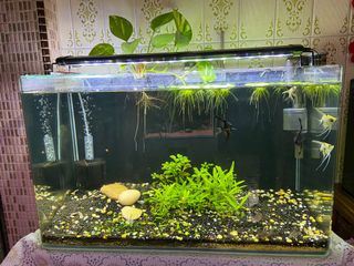 (Category: ) located in . Submitted by plantedtank09 (Listing ID 1014166600, Image 1). Description: .