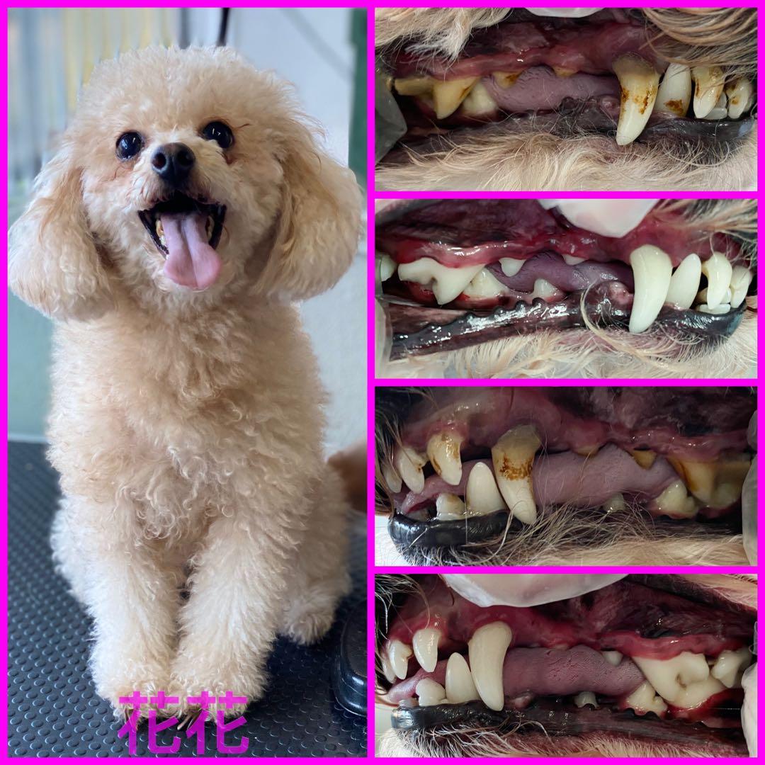 免麻醉洗牙無麻醉洗牙免麻醉除牙石無麻醉除牙石狗 寵物用品 寵物食品 Carousell