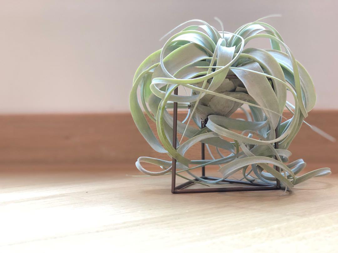 霸王空氣鳳梨 連架 Tillandsia Xerographica 傢俬 家居 園藝 土壤和肥料 Carousell