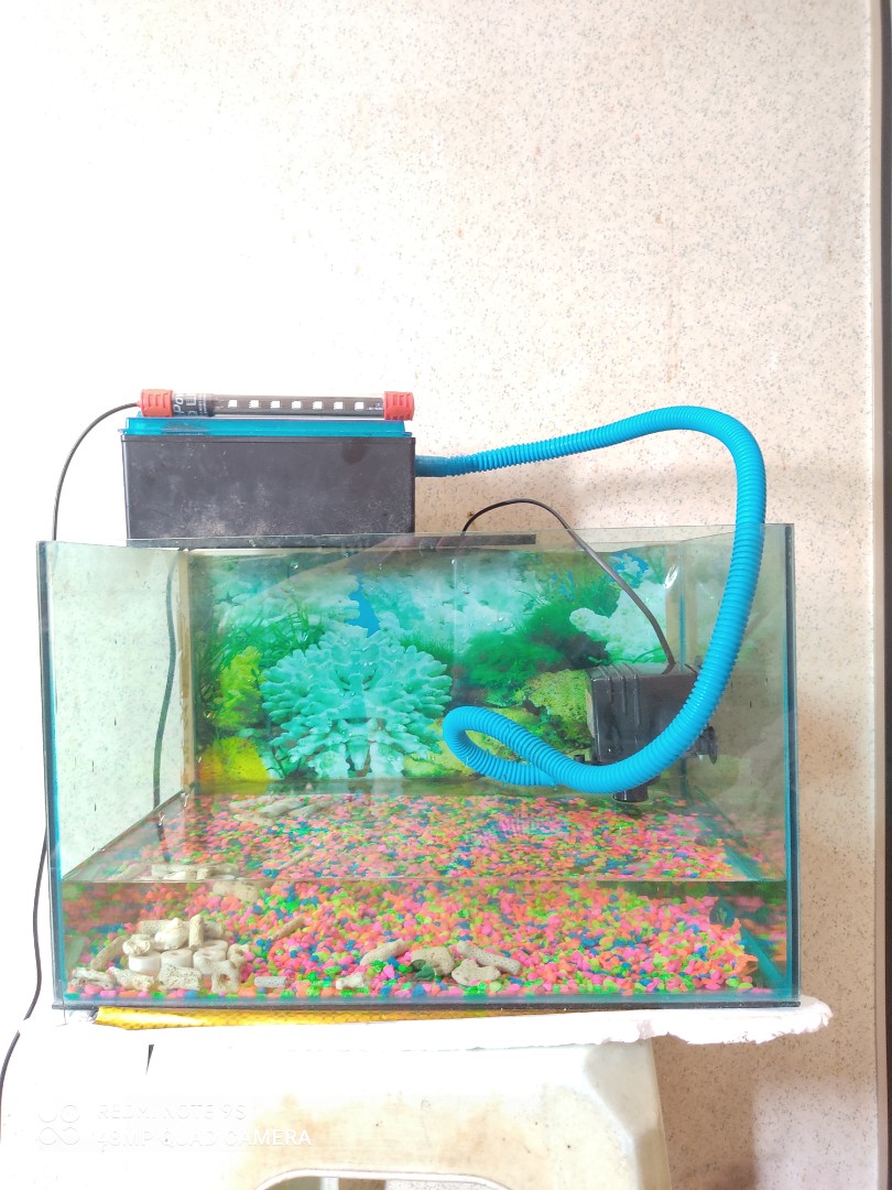 Aquarium Full Set Pet Supplies Pet Accessories On Carousell