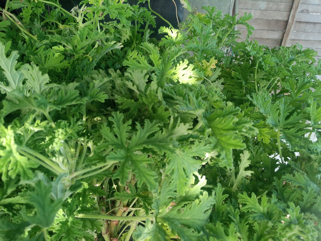 Citronella Malvarosa, Furniture & Home Living, Gardening, Plants