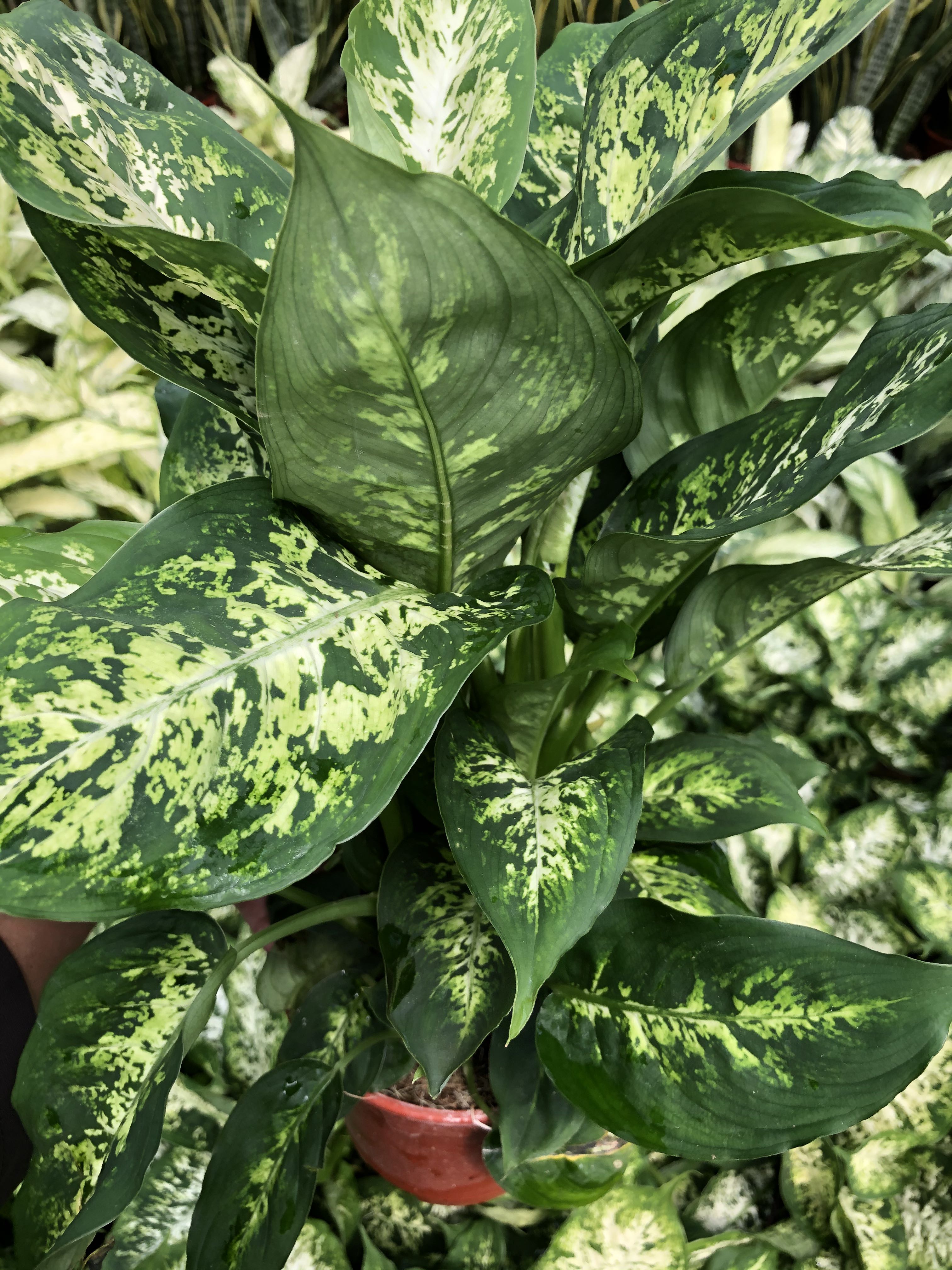 Dieffenbachia Compacta, Furniture & Home Living, Gardening, Garden Soil ...