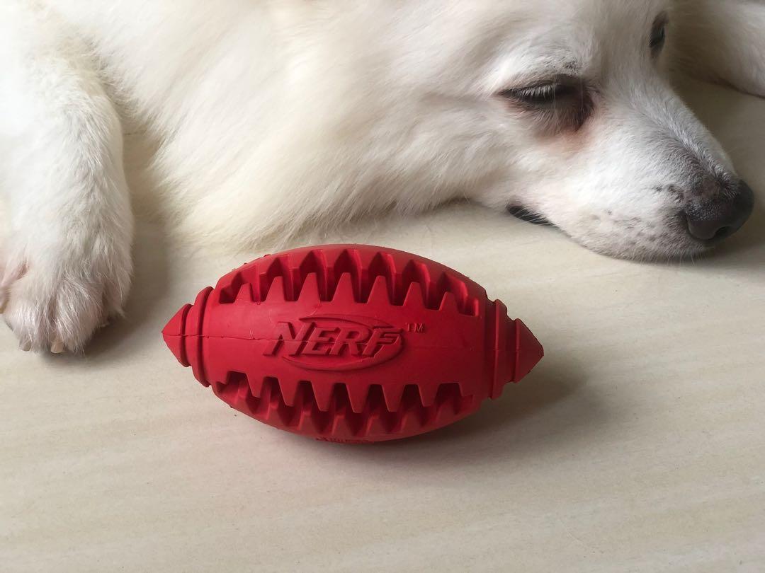 nerf rugby ball dog
