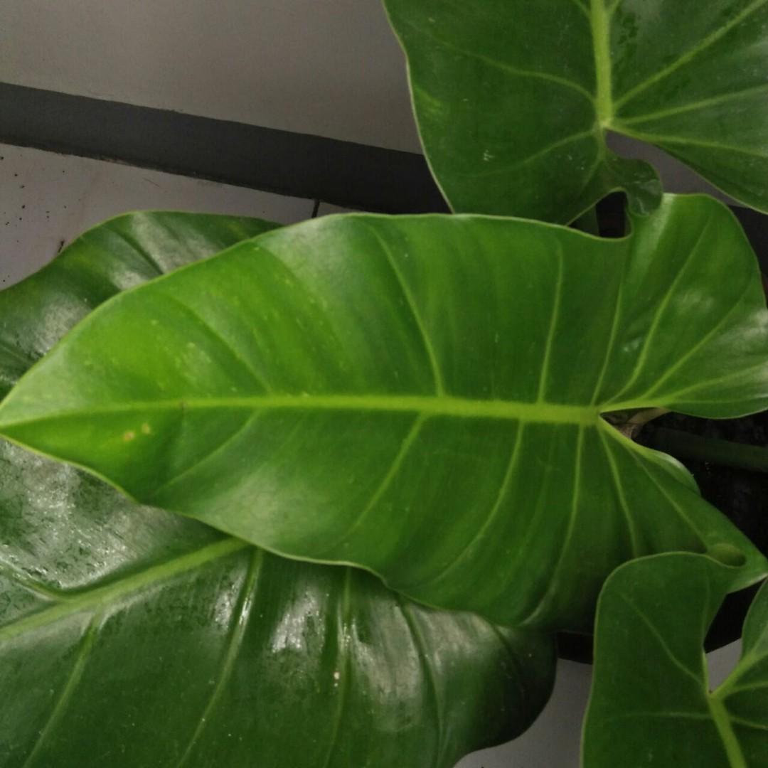 Philodendron Giganteum Plant Gardening Flowers Plants On Carousell