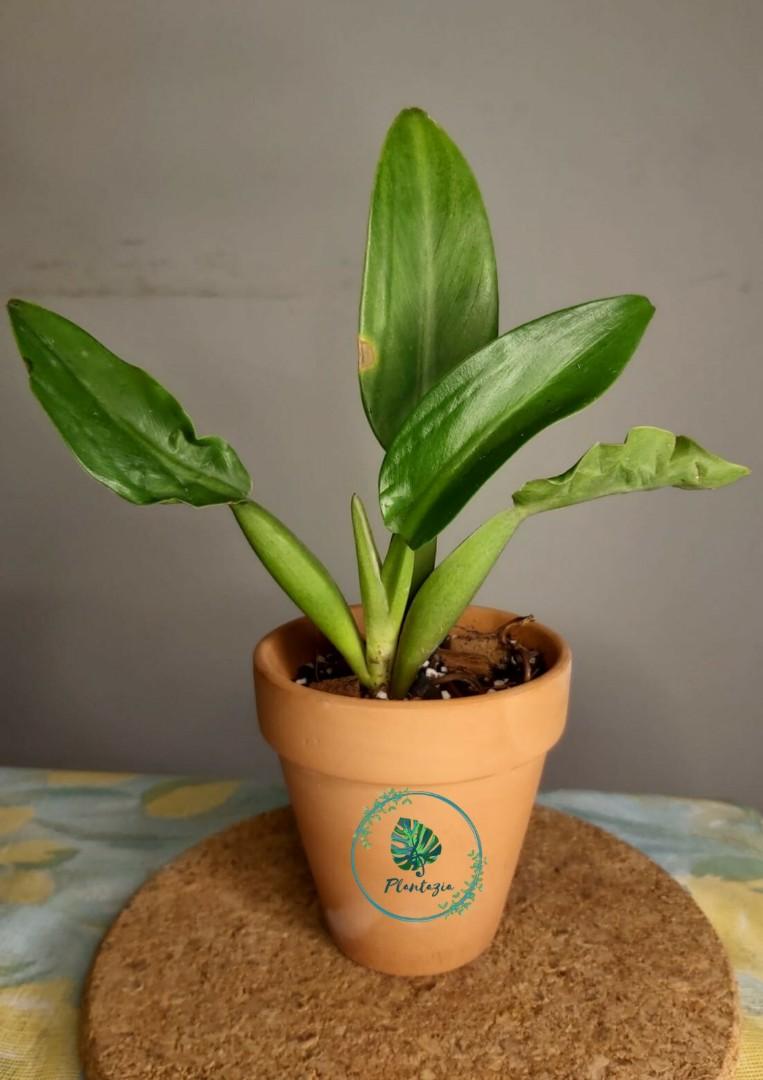 Philodendron Martianum Fat Boy In Terracotta Pot Gardening Plants On Carousell