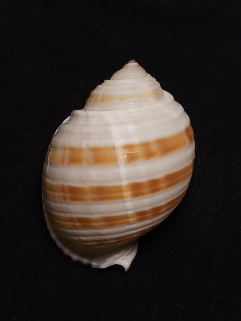 Seashell Specimen Banded Tun, Women's Fashion, Jewelry & Organisers ...
