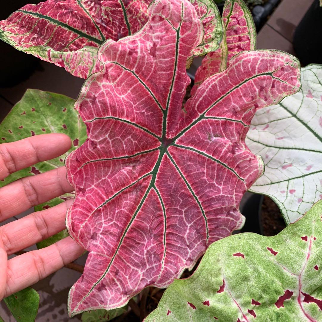 US caladium bulbs: Splash of wine(new stock) 2 for $40 , Gardening