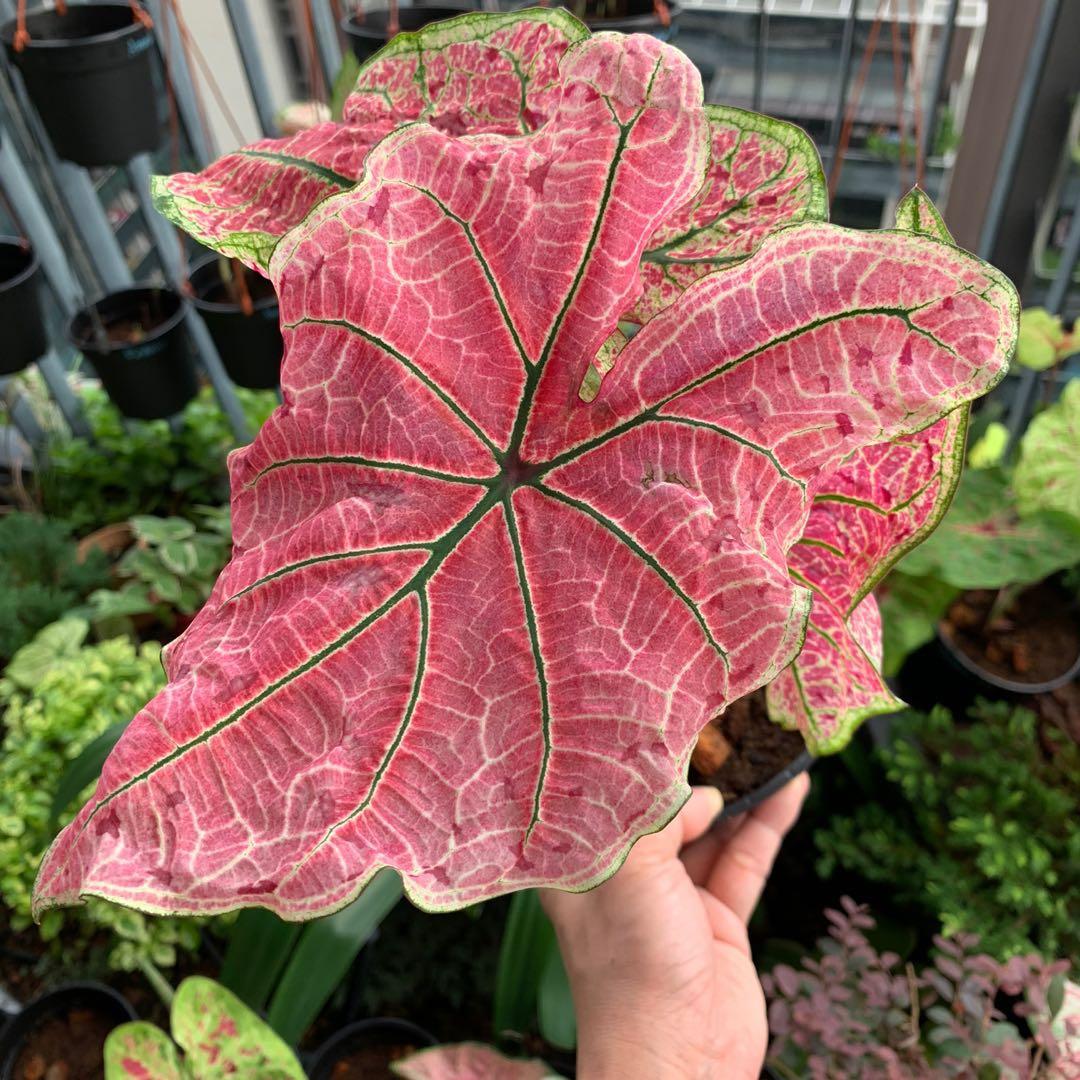 Splash of Wine Caladium image