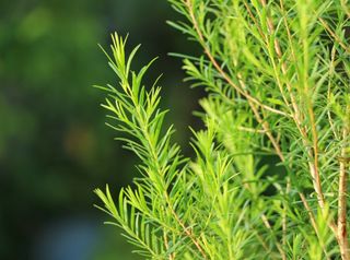 （分類：）位於 。 由 labaromatic 提交（商品編號 1014551016，圖片 1）。簡介： 。