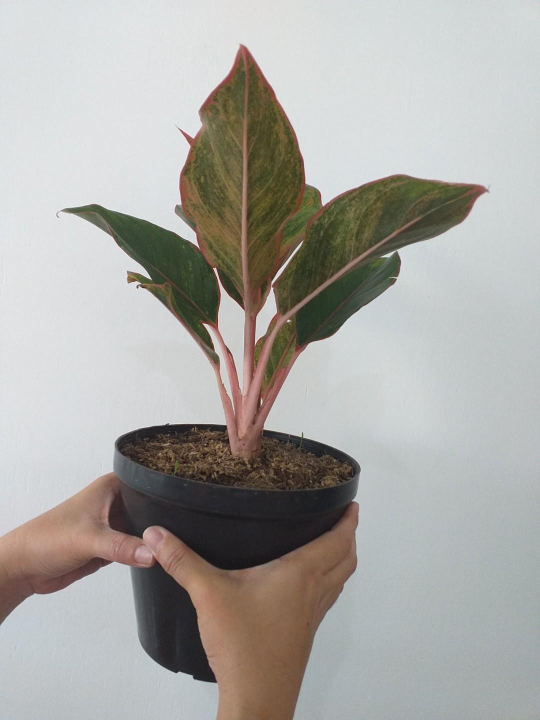Aglaonema Lipstick Plant Chinese Evergreen Red Siam Indoor Plant Gardening Flowers Plants On Carousell