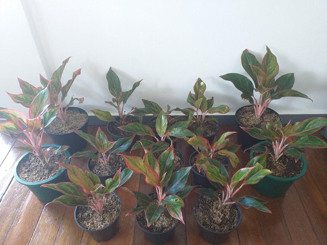 Aglaonema Lipstick Plant/ Chinese Evergreen / Red Siam ...