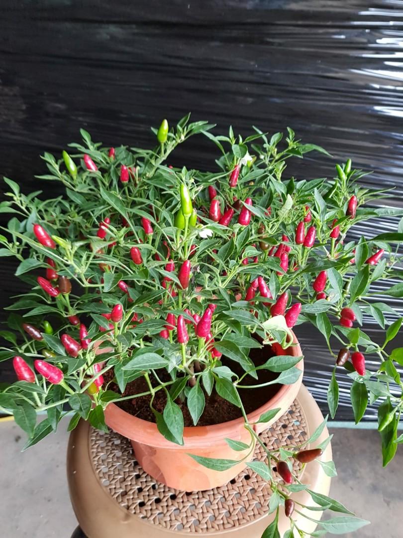 Chilli Padi Plant Gardening Plants On Carousell