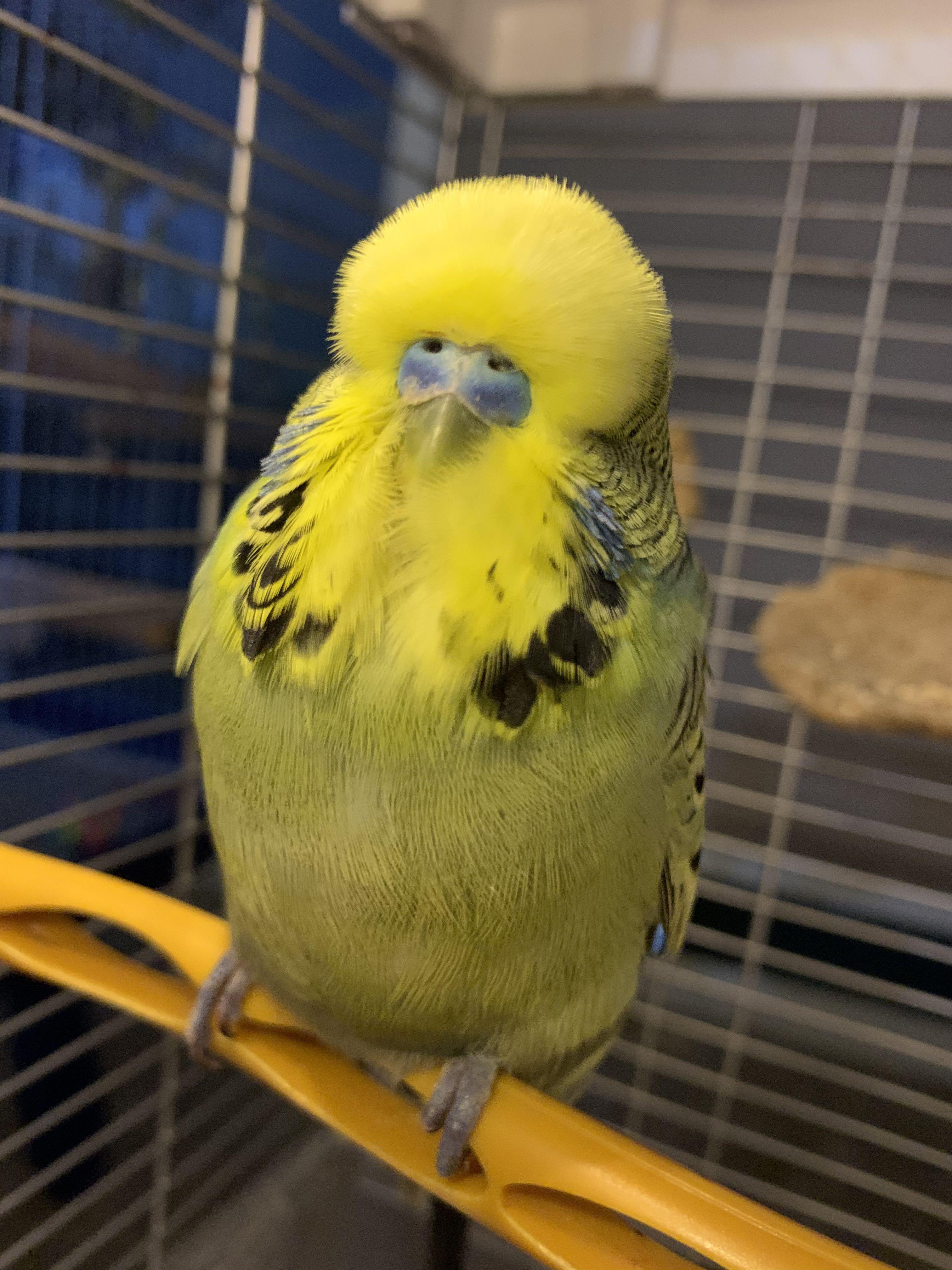 English budgie top