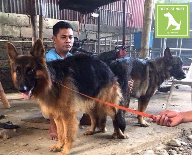 german shepherd stud service