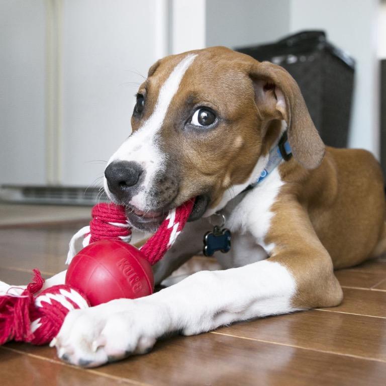 ball and rope dog toy