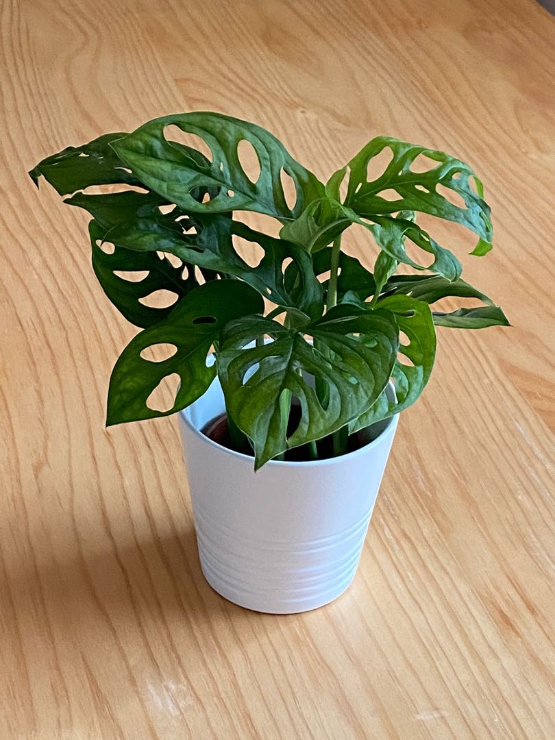 Monstera Adansonii (Swiss Cheese plant) in white pot, Furniture & Home