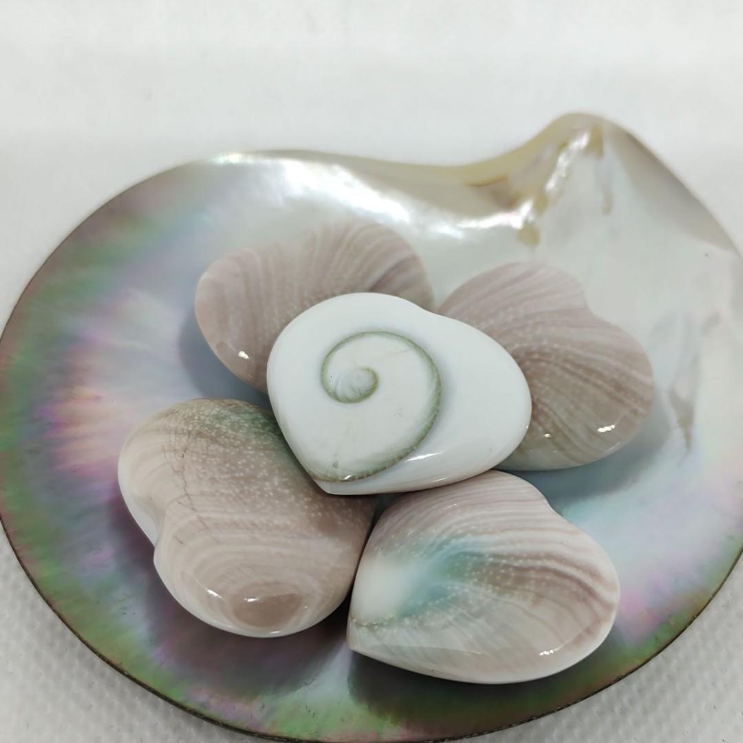 Sea Shells Heart Shape Display 太阳贝 Vintage Collectibles Vintage Collectibles On Carousell