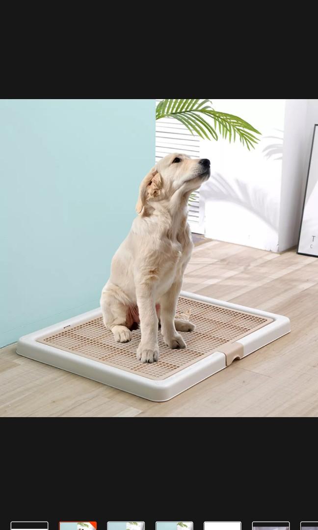 Smartpaws Large Dog Pee Tray, Pet Supplies, Homes & Other Pet