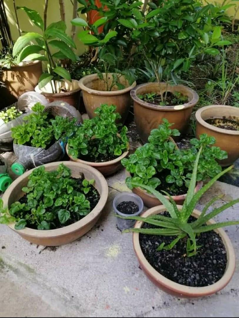 Tanah Sawit Hitam Home Furniture Gardening On Carousell