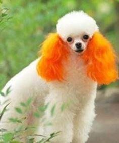 Semi permanent dog hair dye top