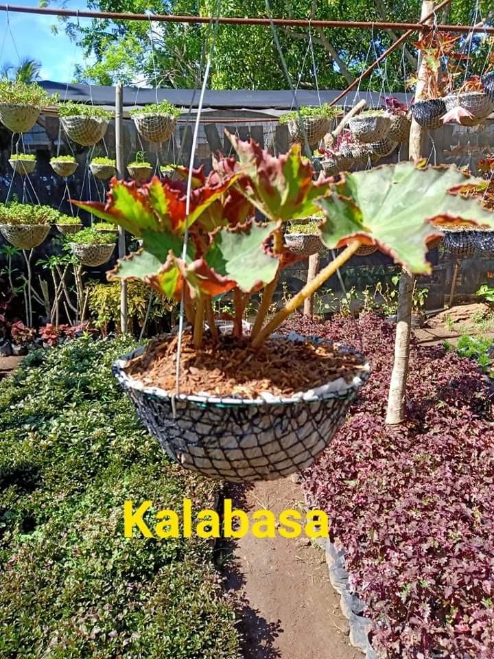 Hanging Plant For Sale Gardening Flowers Plants On Carousell