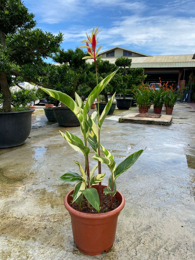 Heliconias Lady Diana Variegated Gardening Plants On Carousell