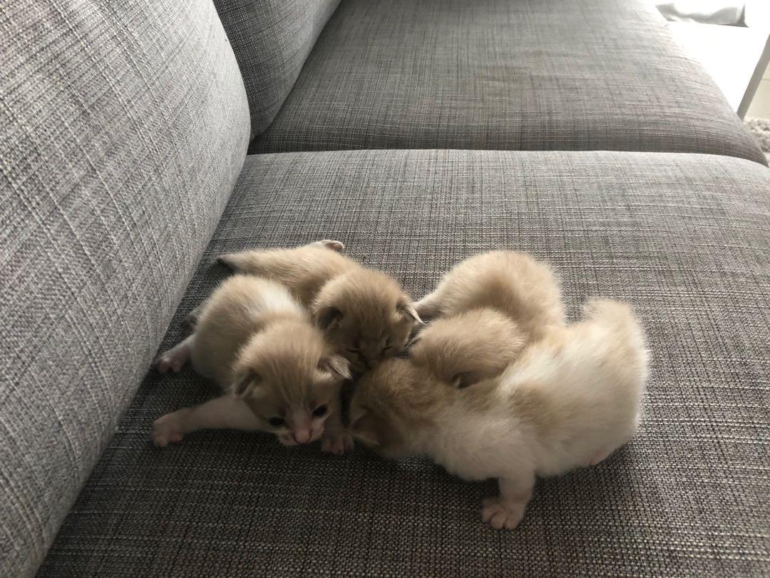 kittens siamese mix to sell 1 month old, Everything Else, Others 