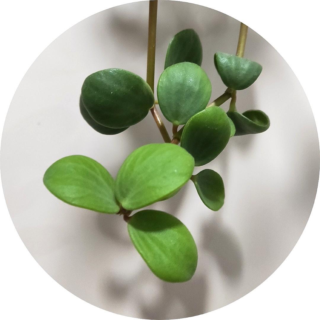 Peperomia Rotundifolia Gardening Plants On Carousell