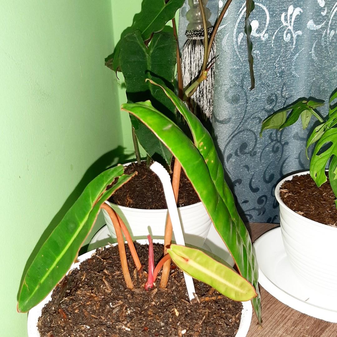 Tanaman Hias Kabel Busi Philodendron Billietiae Perkebunan Di Carousell