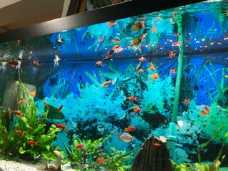 (Category: ) located in . Submitted by annmaroni (Listing ID 1010588194, Image 1). Description: .