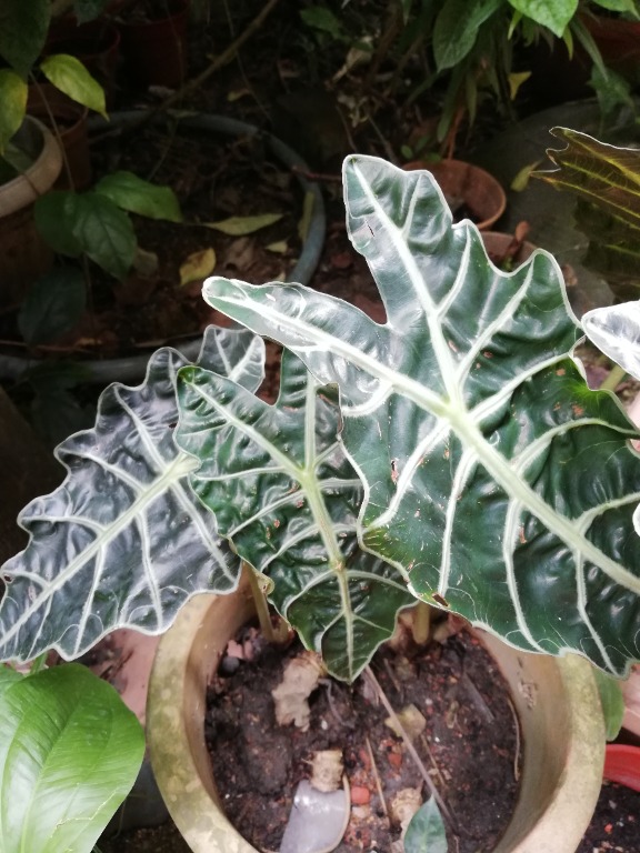 Amazon Elephant's Ear, African Mask (Alocasia amazonica) Houseplant