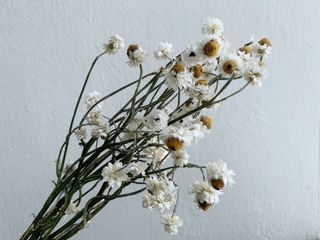 (Category: ) located in . Submitted by lilflowerroom (Listing ID 1010636913, Image 1). Description: .