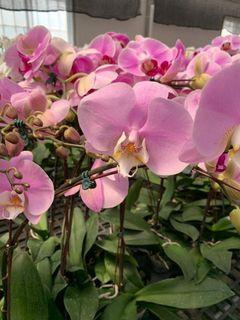 Orchids (Phals)