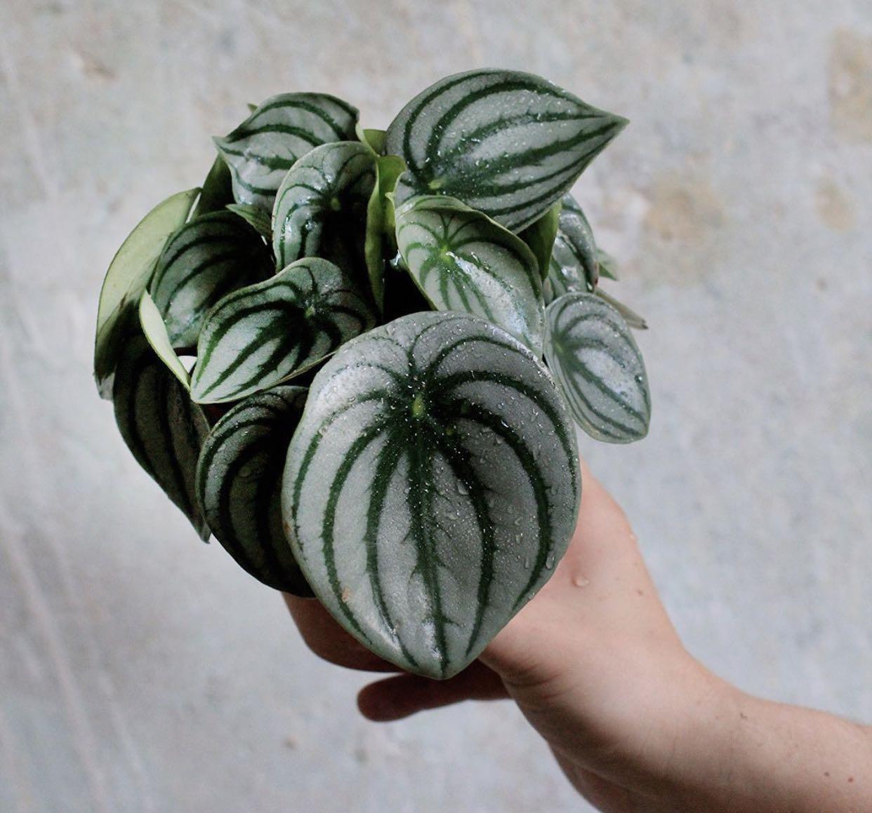 Peperomia Argyreia Watermelon Peperomia Houseplant Gardening