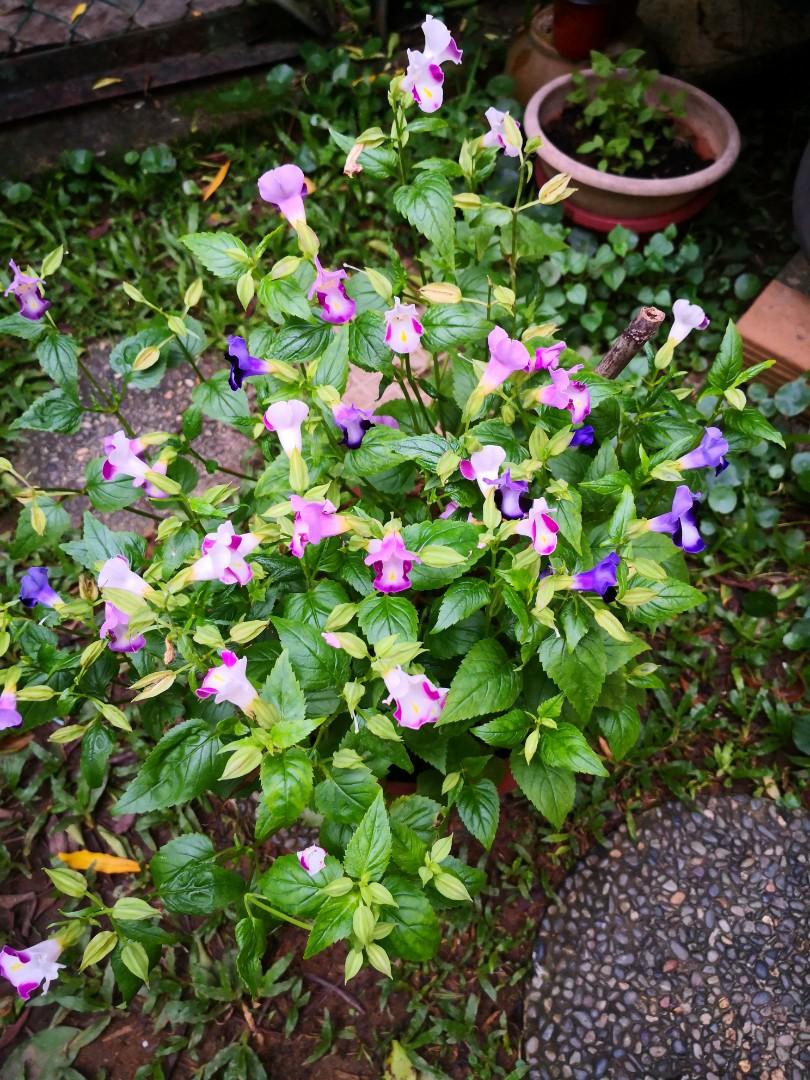 Budding And Flowering Torenia Plant For Sale Gardening Plants On Carousell