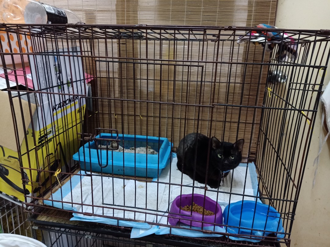 Cat Cage Sangkar Kucing Pet Supplies Pet Accessories On Carousell