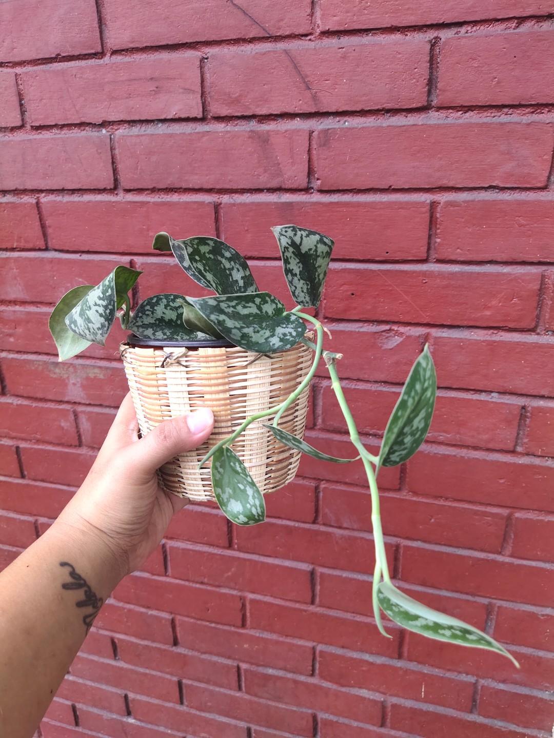 Kawayan Planter (Category: Gardening Tools & Ornaments) located in Makati City. Submitted by diyandel (Listing ID 1014899514, Image 2). Description: Small planter for your small plants! Measures at 5in (opening) x 4in (height) x 4in (bottom) *plant not included*.