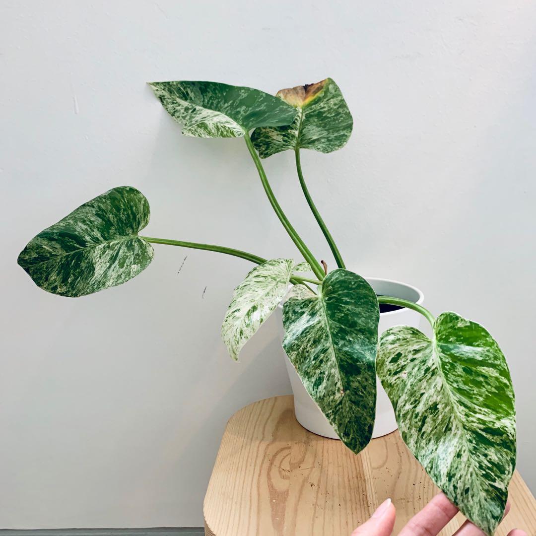 Philodendron Giganteum Variegata Furniture Home Living Gardening Plants Seeds On Carousell