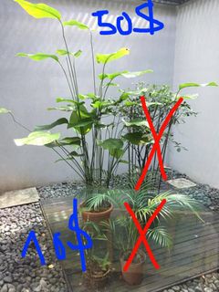 (Category: ) located in . Submitted by ankewu (Listing ID 1010787261, Image 1). Description: .