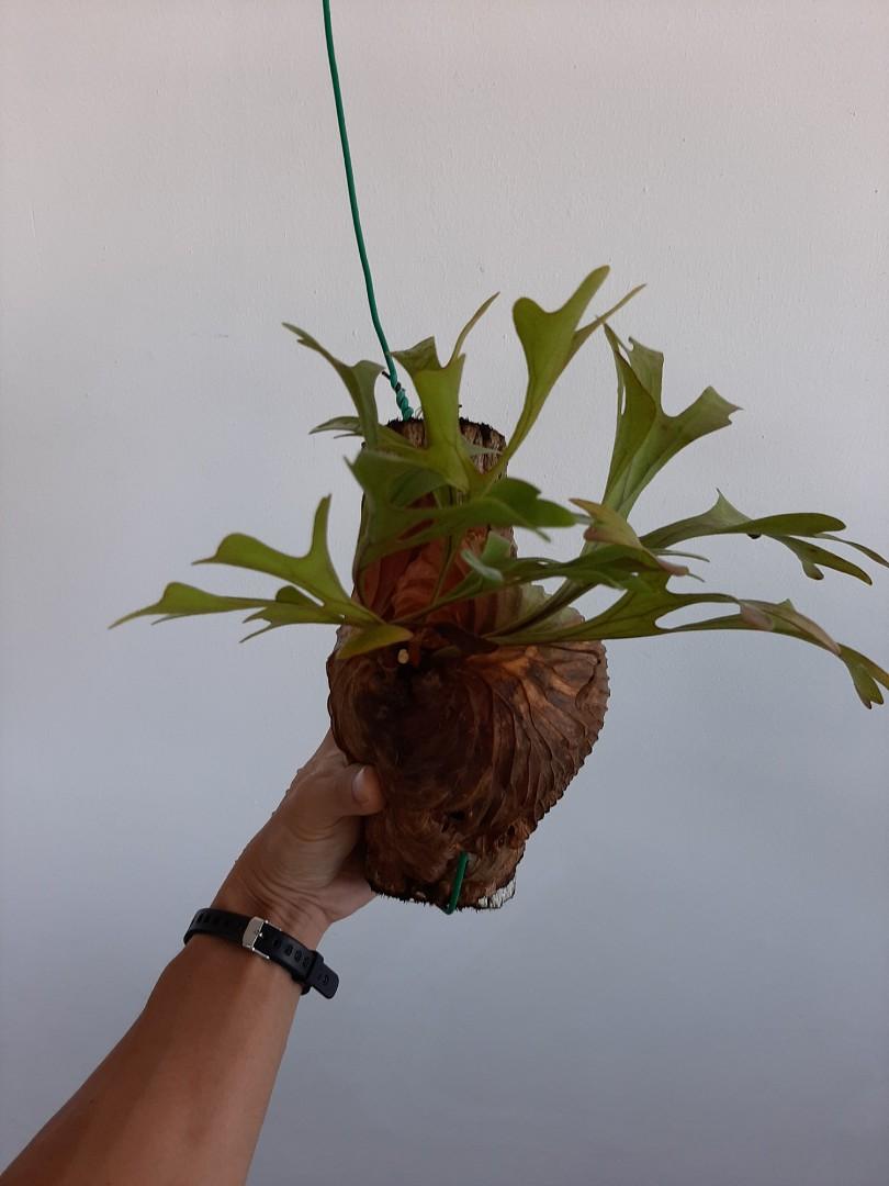 Platycerium Ridleyi Staghorn Home Furniture Gardening On Carousell