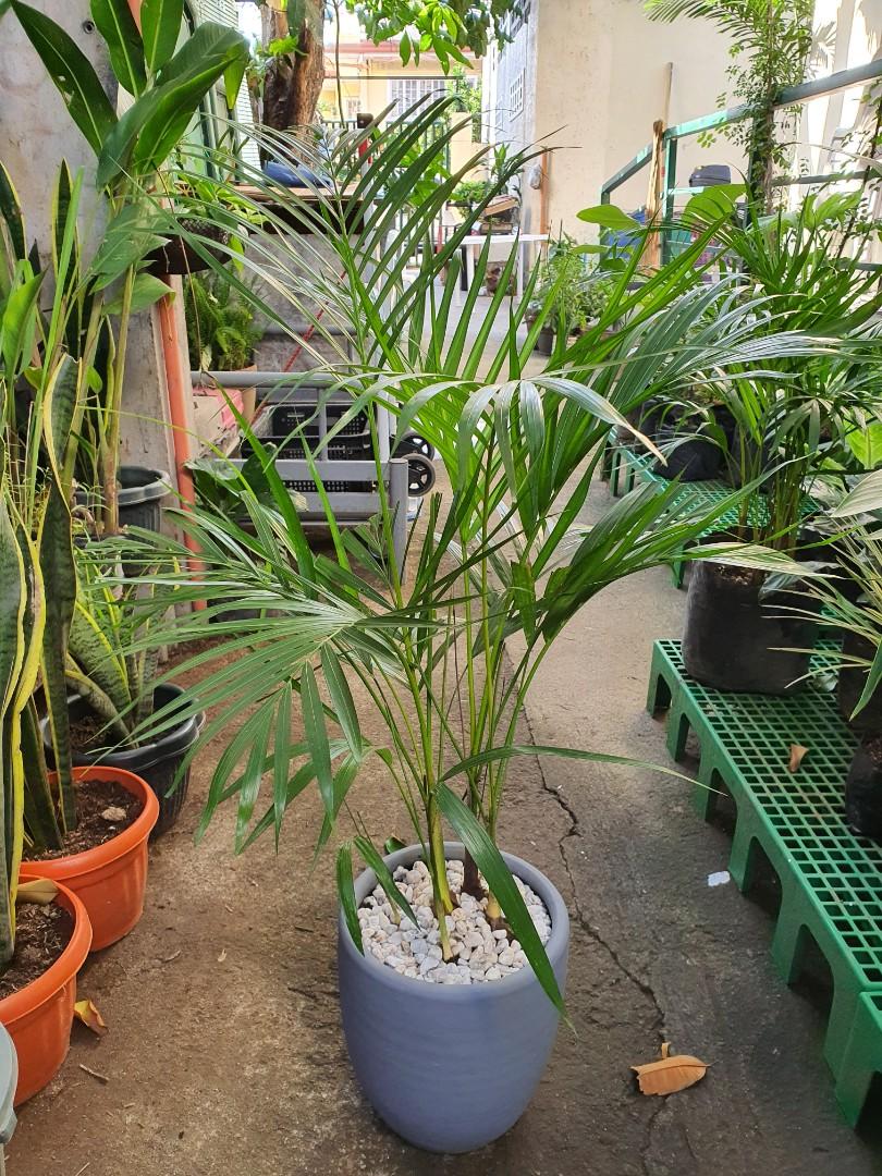 Potted Areca Palm Indoor Plant (Category: Plants & Seeds) located in Paranaque City. Submitted by everythinguneed01 (Listing ID 1014899336, Image 2). Description: .
