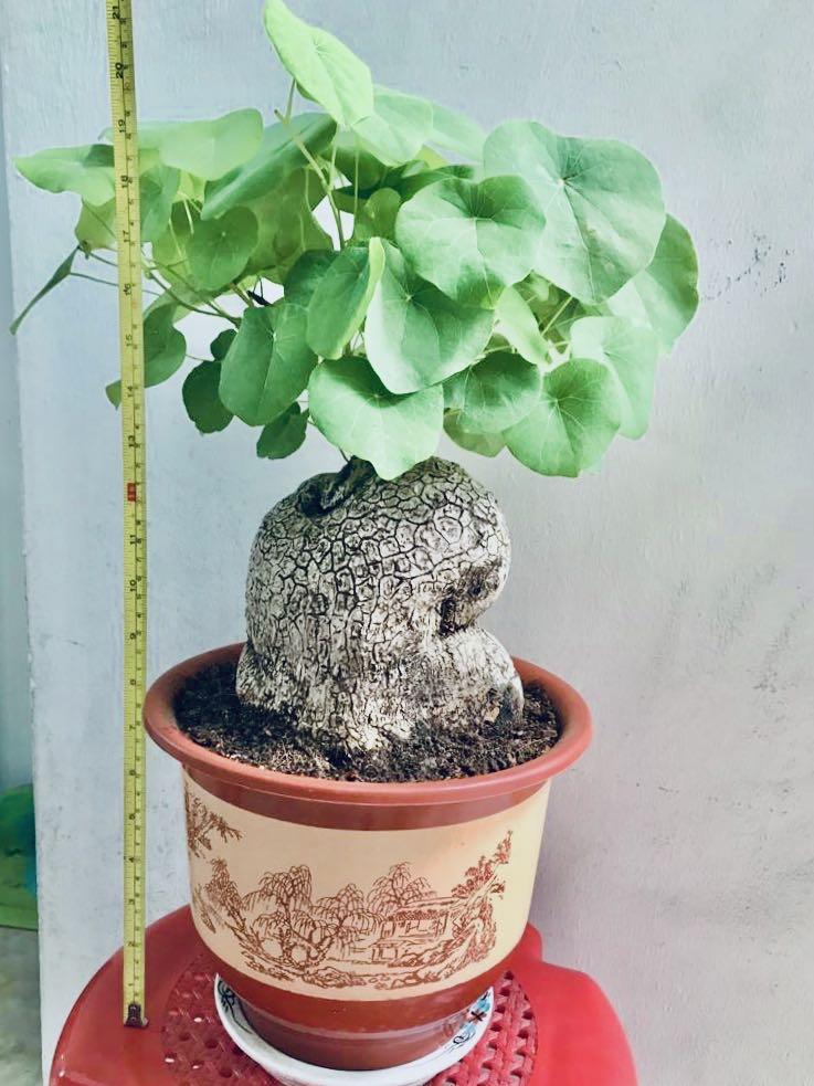 Stephania Erecta Samen 40 Stück - Winterharter Bonsai Für Zimmer & Balkon