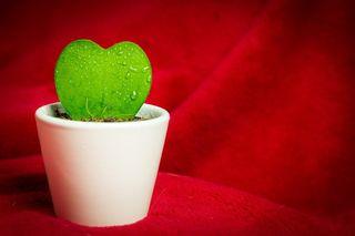 Valentine’s Sweet Heart plant, Hoya Kerrii
