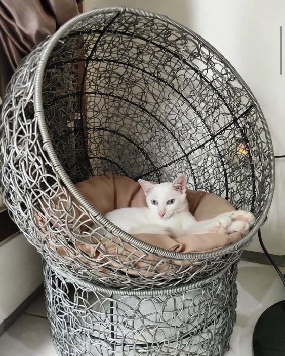 Tempat Tidur Kucing Perabotan Rumah Di Carousell