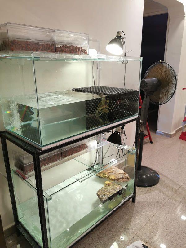 TURTLE Tank 3ft by 1.5ft by 1.5ft with delivery (no setup), Pet ...
