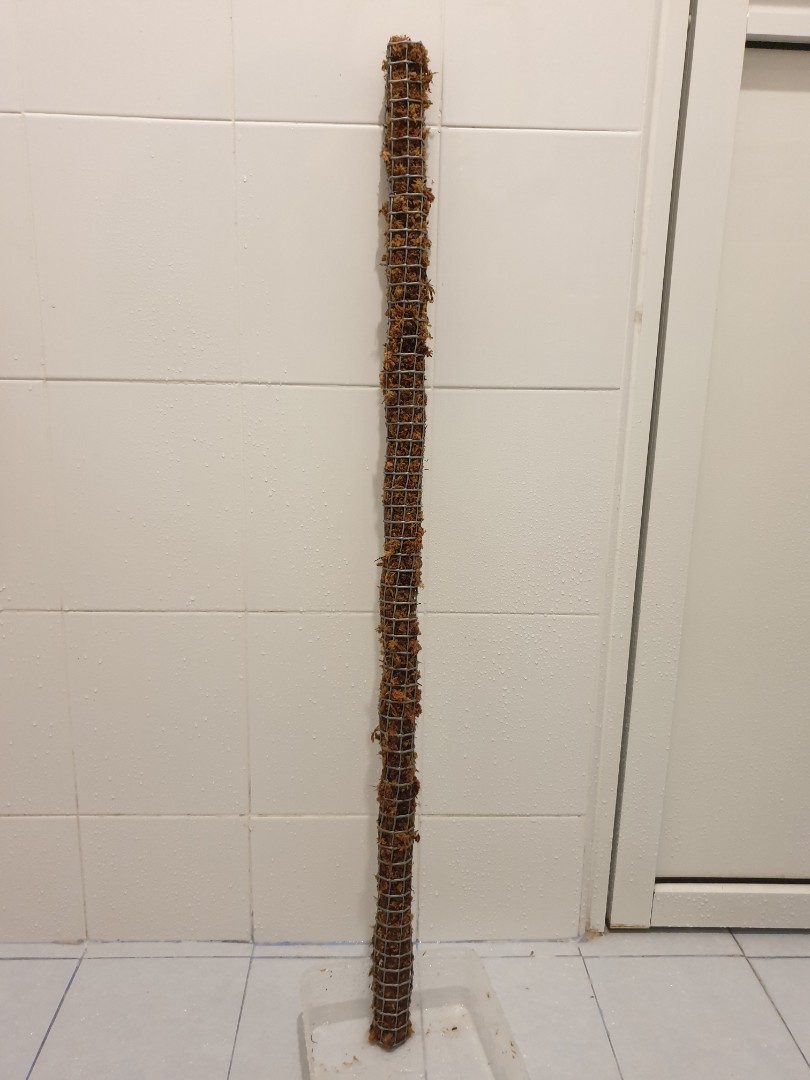1m/100cm DIY Sphagnum Moss Pole, Furniture & Home Living, Gardening