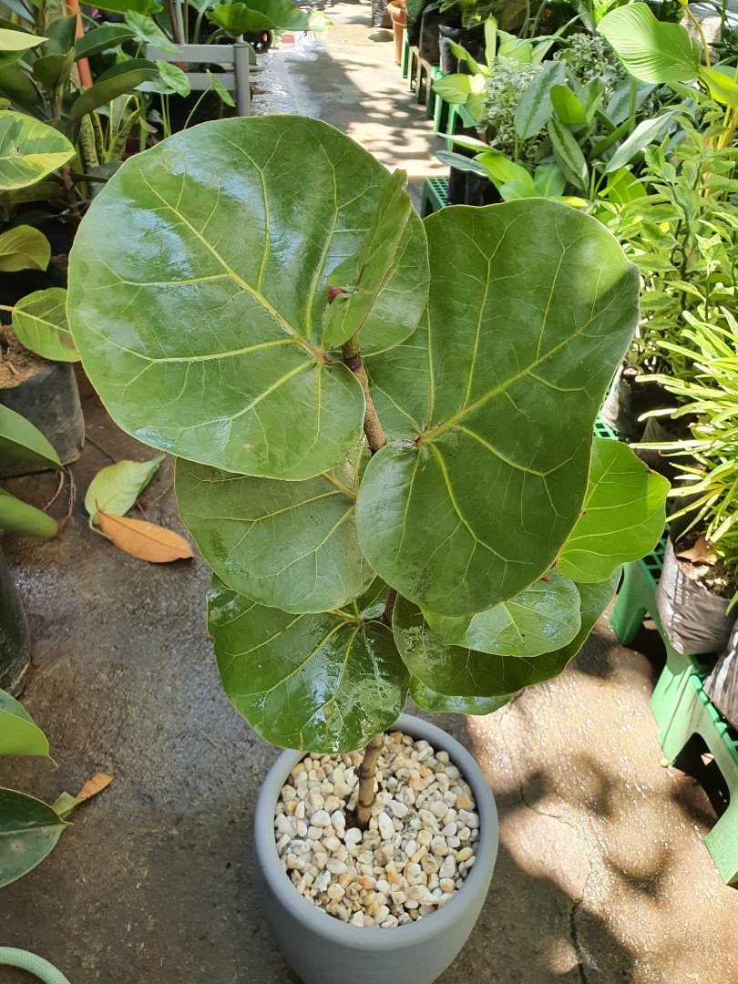 2ft Seagrapes Indoor Plant Furniture Home Living Gardening Plants Seeds On Carousell