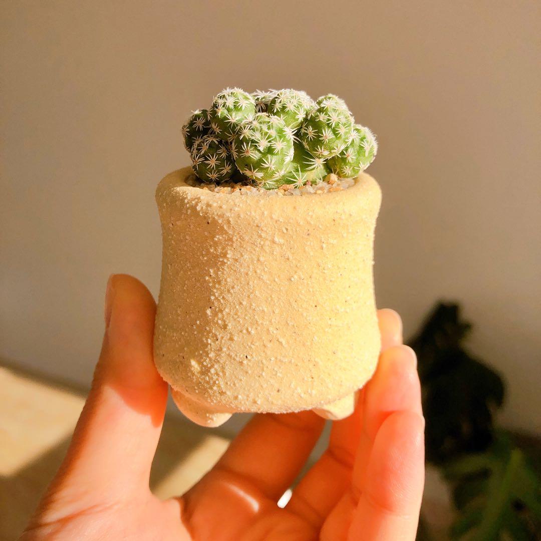 多肉 白鳥 傢俬 家居 家居裝飾 人工植物盆栽 Carousell