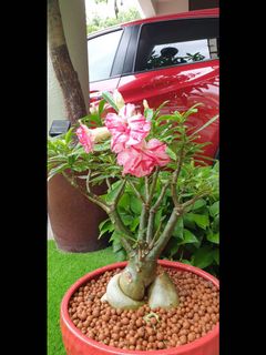 (Category: ) located in . Submitted by cargotrad (Listing ID 1015152843, Image 1). Description: .